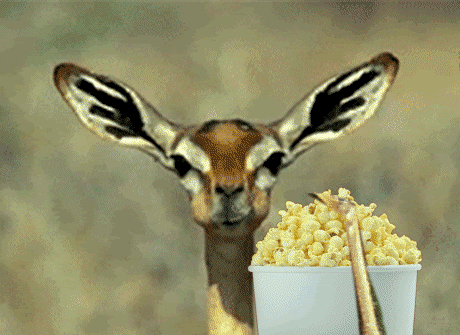 gif popcorn deer eating animals animated photobucket paulsen gifs